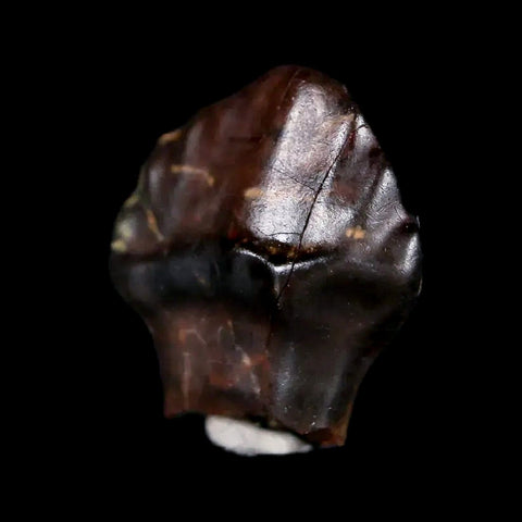 0.5" Ankylosaurus Fossil Tooth Judith River FM Cretaceous Dinosaur MT COA & Display - Fossil Age Minerals