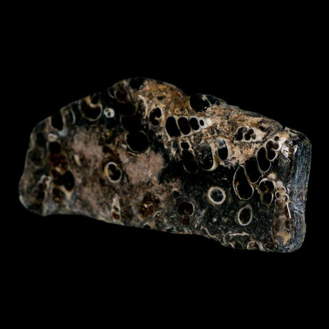 2.8" Polished Cut Slab Of Fossil Turritella Shells Eocene Age Wyoming Gastropod Shells - Fossil Age Minerals