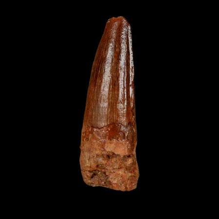 1.3" Spinosaurus Fossil Tooth 100 Million Years Old Cretaceous Dinosaur COA Stand