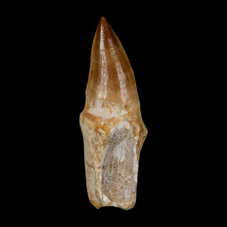 2.8" Mosasaur Eremiasaurus Fossil Tooth Rooted Cretaceous Dinosaur Era COA