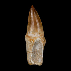 Mosasaur Eremiasaurus Fossil Collection