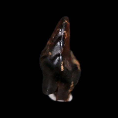 0.5" Ankylosaurus Fossil Tooth Judith River FM Cretaceous Dinosaur MT COA & Display - Fossil Age Minerals