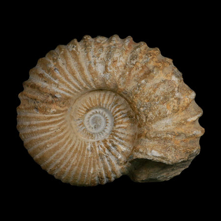 5.4" Acanthoceras Ammonite Fossil Agadir Morocco 360 Million Year Old COA