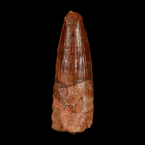 1.3" Spinosaurus Fossil Tooth 100 Million Years Old Cretaceous Dinosaur COA Stand - Fossil Age Minerals