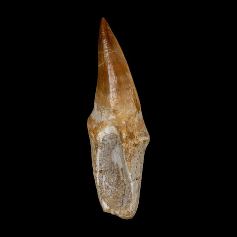 2.8" Mosasaur Eremiasaurus Fossil Tooth Rooted Cretaceous Dinosaur Era COA