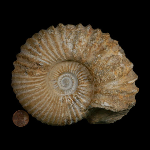 5.4" Acanthoceras Ammonite Fossil Agadir Morocco 360 Million Year Old COA - Fossil Age Minerals