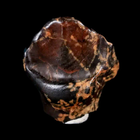 0.5" Ankylosaurus Fossil Tooth Judith River FM Cretaceous Dinosaur MT COA & Display - Fossil Age Minerals