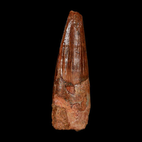 1.3" Spinosaurus Fossil Tooth 100 Million Years Old Cretaceous Dinosaur COA Stand - Fossil Age Minerals