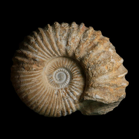 5.4" Acanthoceras Ammonite Fossil Agadir Morocco 360 Million Year Old COA