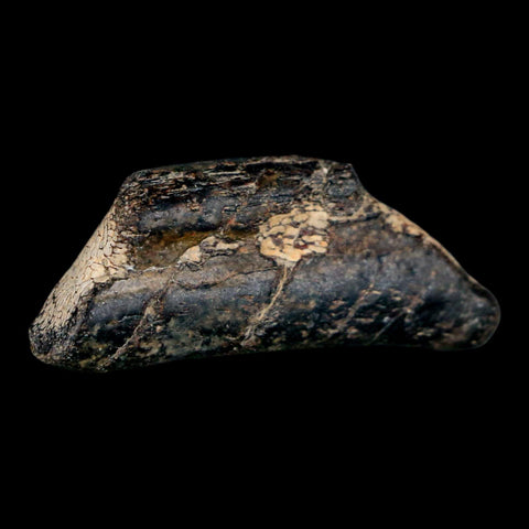 1.9" Mosasaur Fossil Rib Section Cretaceous Dinosaur Era Texas Ozan FM COA - Fossil Age Minerals