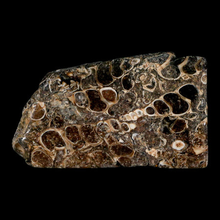 2.4" Polished Cut Slab Of Fossil Turritella Shells Eocene Age Wyoming Gastropod Shells