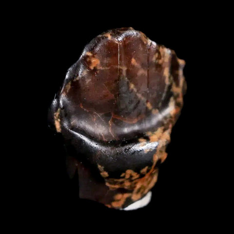 0.5" Ankylosaurus Fossil Tooth Judith River FM Cretaceous Dinosaur MT COA & Display - Fossil Age Minerals