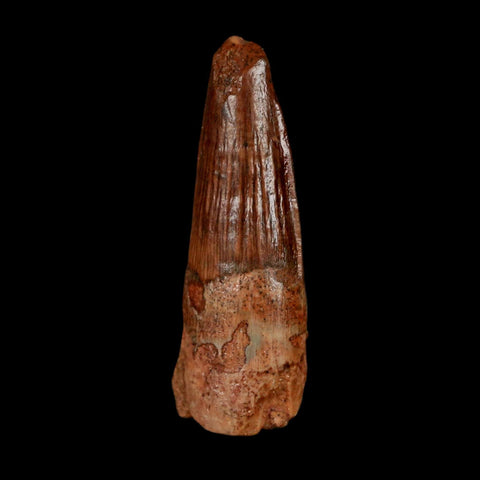 1.3" Spinosaurus Fossil Tooth 100 Million Years Old Cretaceous Dinosaur COA Stand - Fossil Age Minerals