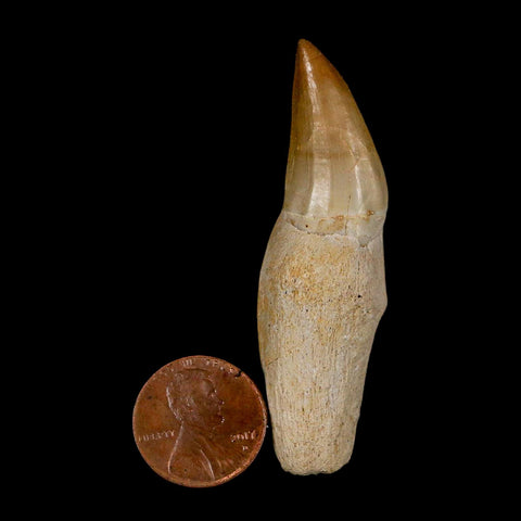 2.4" Halisaurus Walkeri Mosasaur Fossil Tooth Rooted Cretaceous Dinosaur Era COA - Fossil Age Minerals