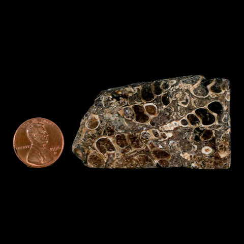 2.4" Polished Cut Slab Of Fossil Turritella Shells Eocene Age Wyoming Gastropod Shells - Fossil Age Minerals