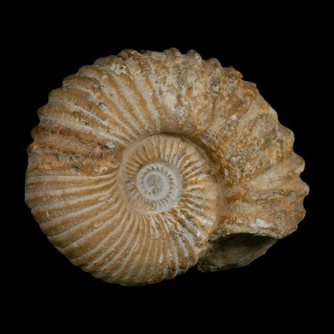 5.4" Acanthoceras Ammonite Fossil Agadir Morocco 360 Million Year Old COA - Fossil Age Minerals