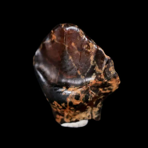 0.5" Ankylosaurus Fossil Tooth Judith River FM Cretaceous Dinosaur MT COA & Display - Fossil Age Minerals