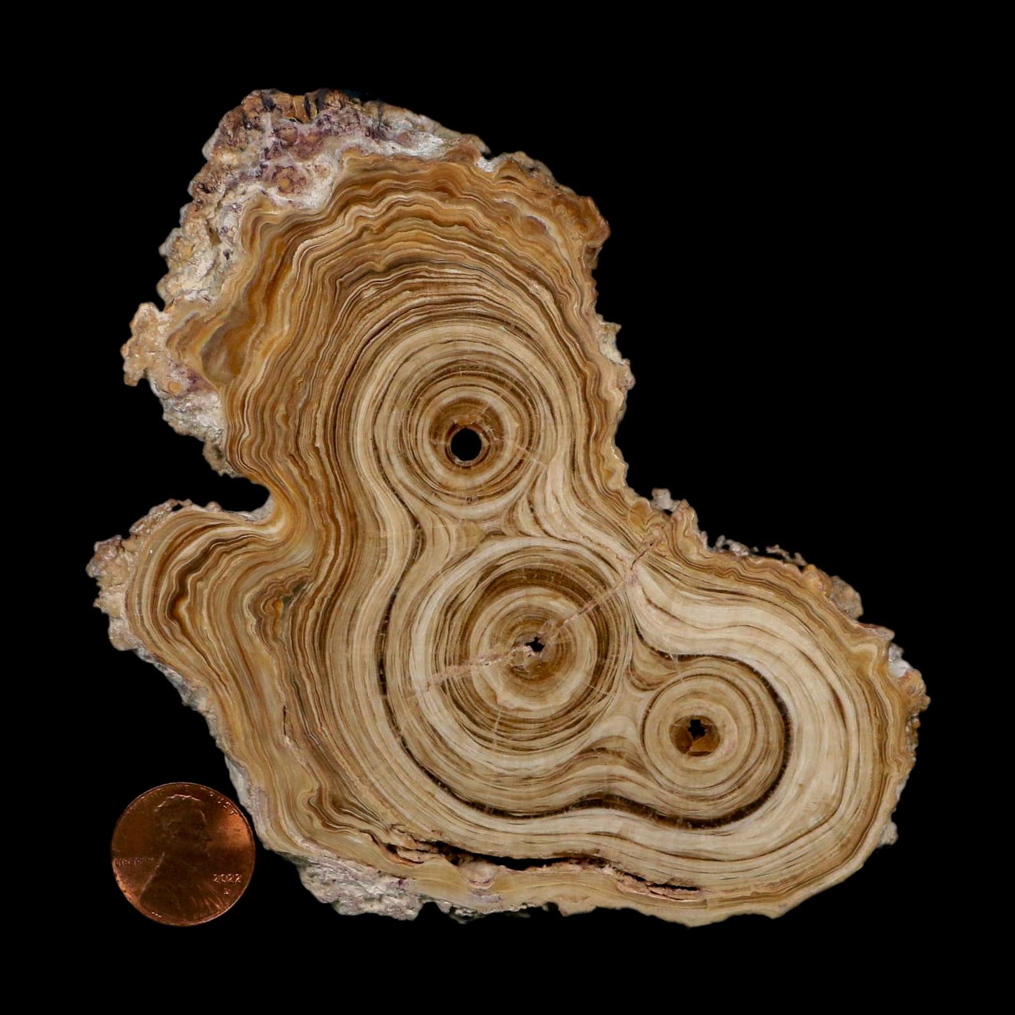 4.9" Aragonite Stalactite Slice Cave Calcite Crystal Mineral Specimen Morocco