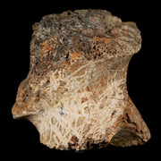 1.3" Rare Nanotyrannus Tyrannosaurus Fossil Bone Dinosaur Lance Creek FM WY