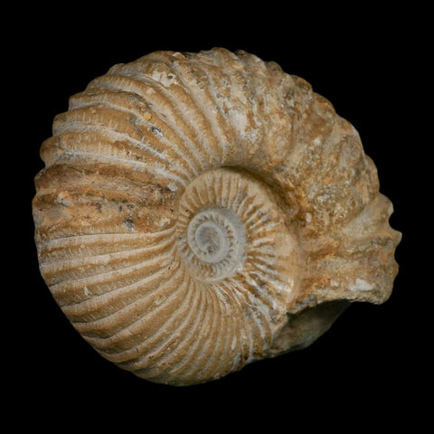 5.4" Acanthoceras Ammonite Fossil Agadir Morocco 360 Million Year Old COA - Fossil Age Minerals