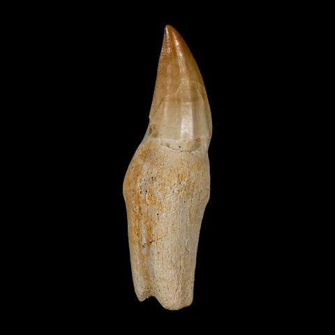 2.4" Halisaurus Walkeri Mosasaur Fossil Tooth Rooted Cretaceous Dinosaur Era COA - Fossil Age Minerals