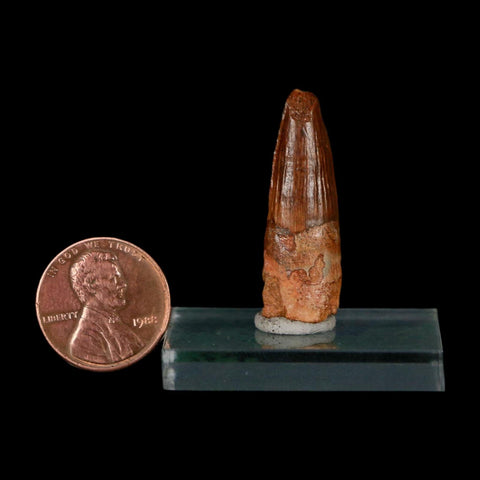1.3" Spinosaurus Fossil Tooth 100 Million Years Old Cretaceous Dinosaur COA Stand - Fossil Age Minerals