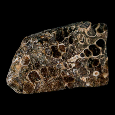 2.4" Polished Cut Slab Of Fossil Turritella Shells Eocene Age Wyoming Gastropod Shells - Fossil Age Minerals