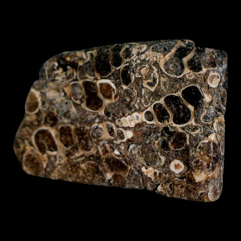 2.4" Polished Cut Slab Of Fossil Turritella Shells Eocene Age Wyoming Gastropod Shells - Fossil Age Minerals