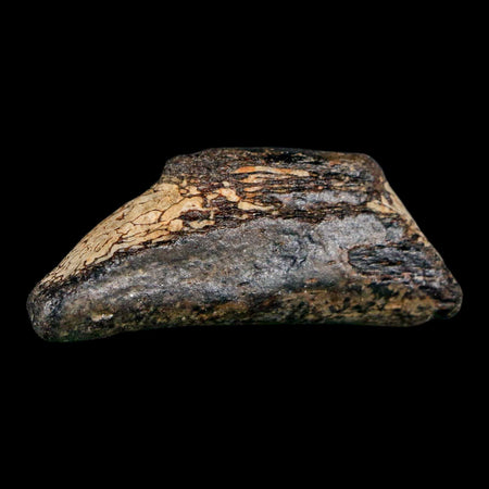 1.9" Mosasaur Fossil Rib Section Cretaceous Dinosaur Era Texas Ozan FM COA