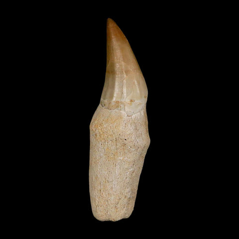 2.4" Halisaurus Walkeri Mosasaur Fossil Tooth Rooted Cretaceous Dinosaur Era COA - Fossil Age Minerals
