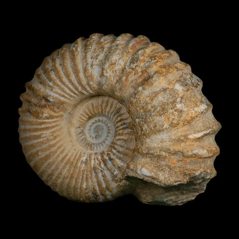 5.4" Acanthoceras Ammonite Fossil Agadir Morocco 360 Million Year Old COA - Fossil Age Minerals