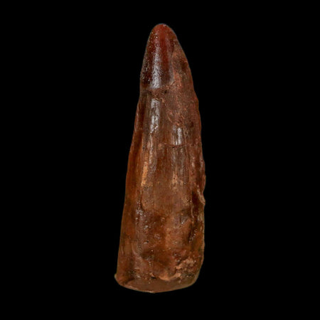 1.5" Spinosaurus Fossil Tooth 100 Million Years Old Cretaceous Dinosaur COA Stand