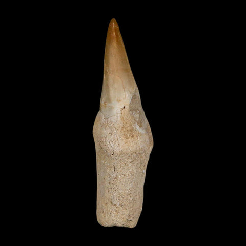 2.4" Halisaurus Walkeri Mosasaur Fossil Tooth Rooted Cretaceous Dinosaur Era COA - Fossil Age Minerals
