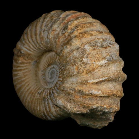 5.4" Acanthoceras Ammonite Fossil Agadir Morocco 360 Million Year Old COA - Fossil Age Minerals