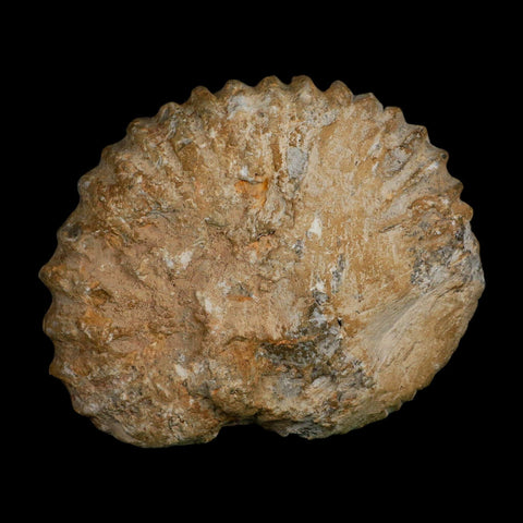 5.4" Acanthoceras Ammonite Fossil Agadir Morocco 360 Million Year Old COA - Fossil Age Minerals