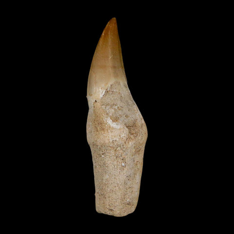 2.4" Halisaurus Walkeri Mosasaur Fossil Tooth Rooted Cretaceous Dinosaur Era COA - Fossil Age Minerals