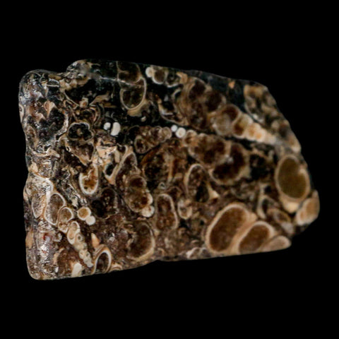 2.4" Polished Cut Slab Of Fossil Turritella Shells Eocene Age Wyoming Gastropod Shells - Fossil Age Minerals