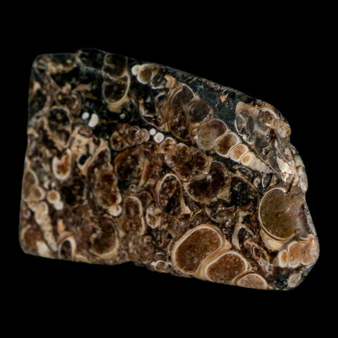 2.4" Polished Cut Slab Of Fossil Turritella Shells Eocene Age Wyoming Gastropod Shells - Fossil Age Minerals