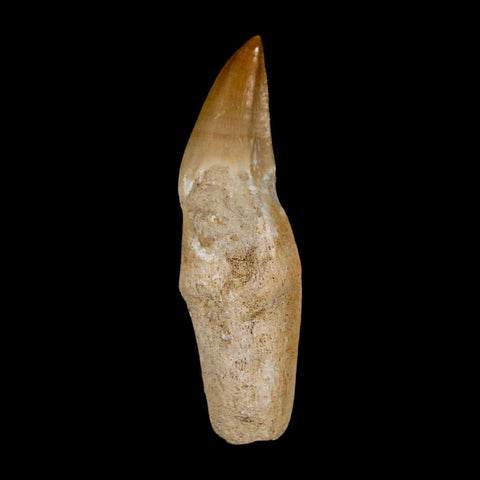 2.4" Halisaurus Walkeri Mosasaur Fossil Tooth Rooted Cretaceous Dinosaur Era COA - Fossil Age Minerals