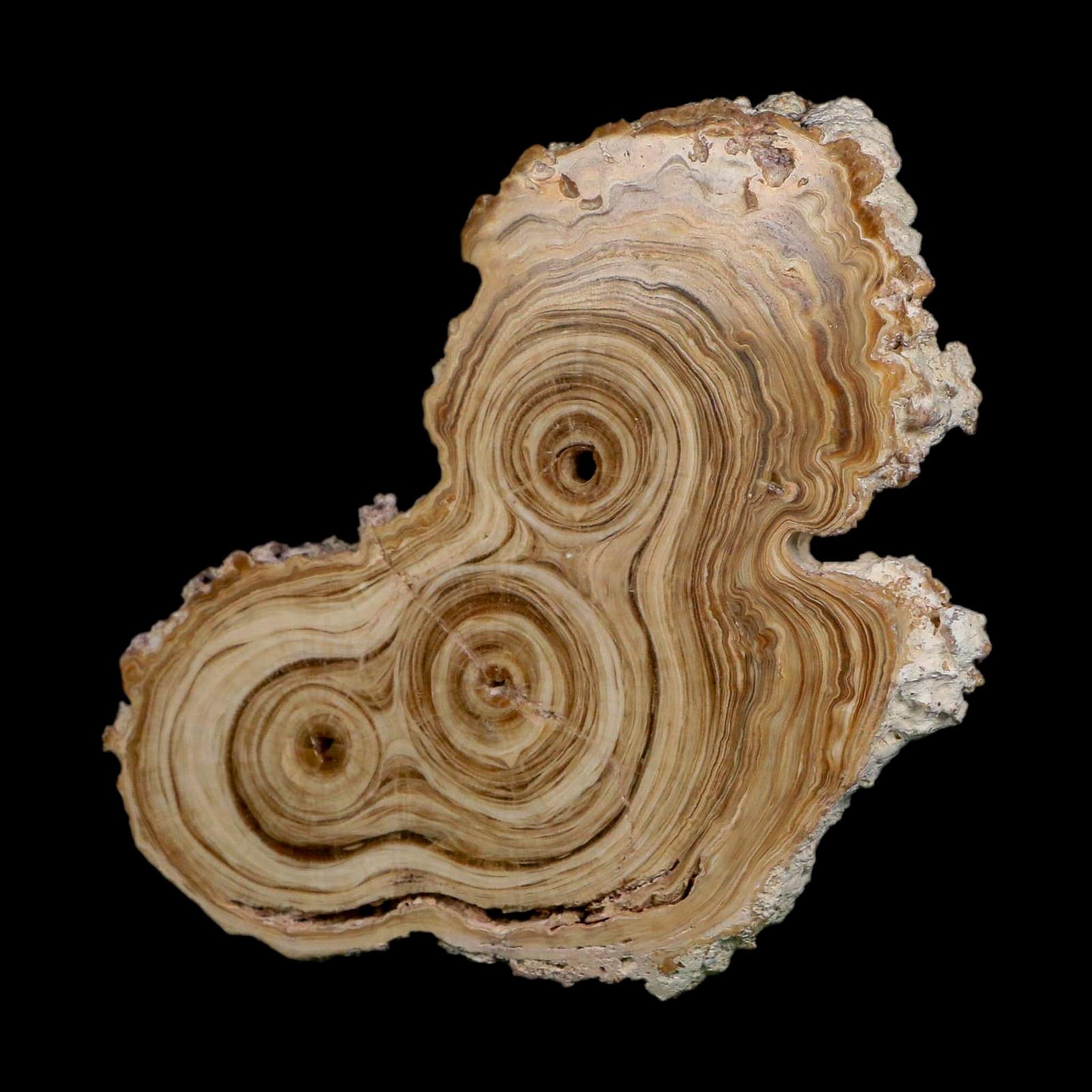 4.9" Aragonite Stalactite Slice Cave Calcite Crystal Mineral Specimen Morocco