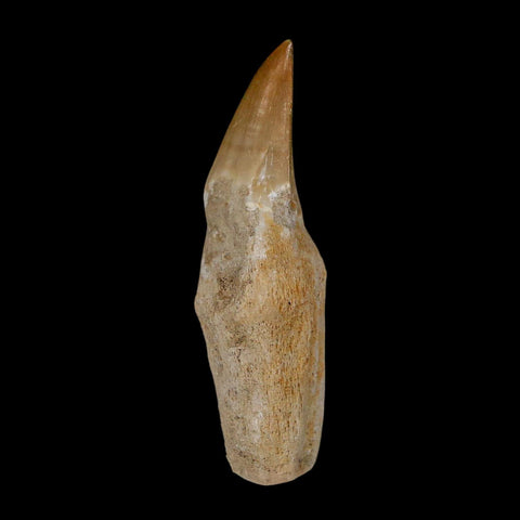 2.4" Halisaurus Walkeri Mosasaur Fossil Tooth Rooted Cretaceous Dinosaur Era COA - Fossil Age Minerals