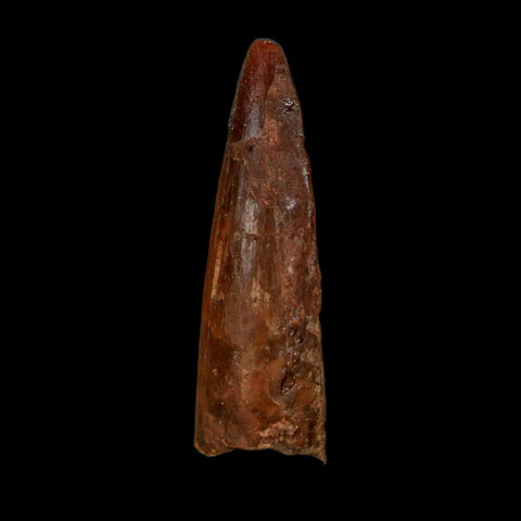 1.5" Spinosaurus Fossil Tooth 100 Million Years Old Cretaceous Dinosaur COA Stand