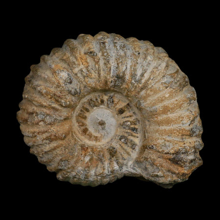 4.5" Acanthoceras Ammonite Fossil Agadir Morocco 360 Million Year Old COA