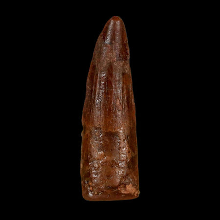 1.5" Spinosaurus Fossil Tooth 100 Million Years Old Cretaceous Dinosaur COA Stand