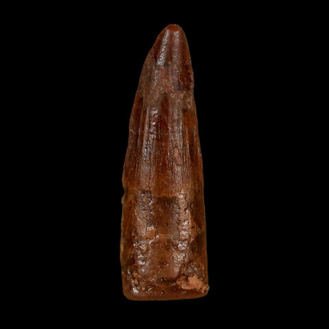 1.5" Spinosaurus Fossil Tooth 100 Million Years Old Cretaceous Dinosaur COA Stand