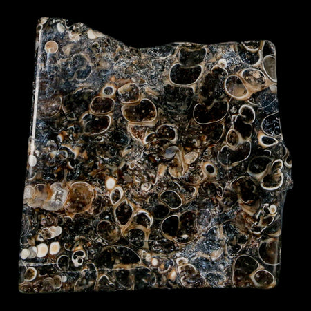 1.9" Polished Cut Slab Of Fossil Turritella Shells Eocene Age Wyoming Gastropod Shells