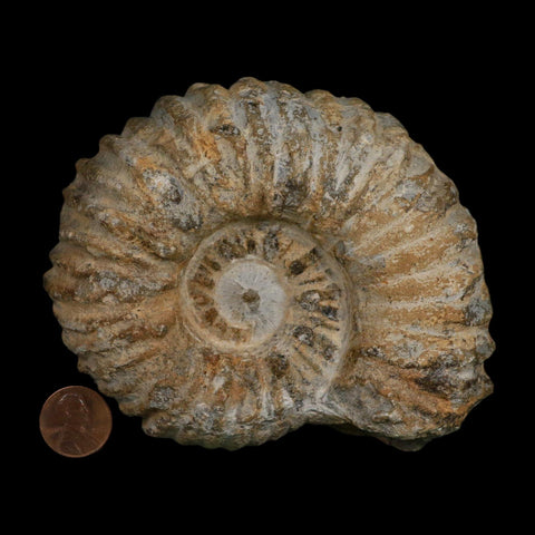 4.5" Acanthoceras Ammonite Fossil Agadir Morocco 360 Million Year Old COA - Fossil Age Minerals
