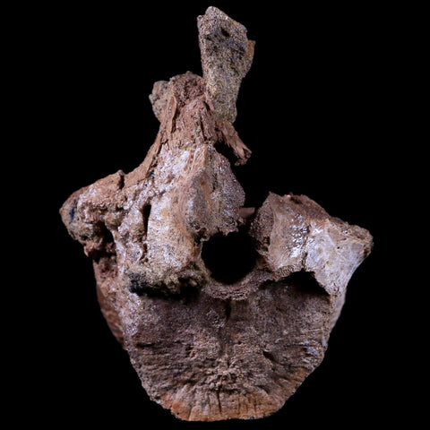 3.2" Pachycephalosaurus Dinosaur Fossil Vertebrae Bone Lance Creek Wyoming COA - Fossil Age Minerals