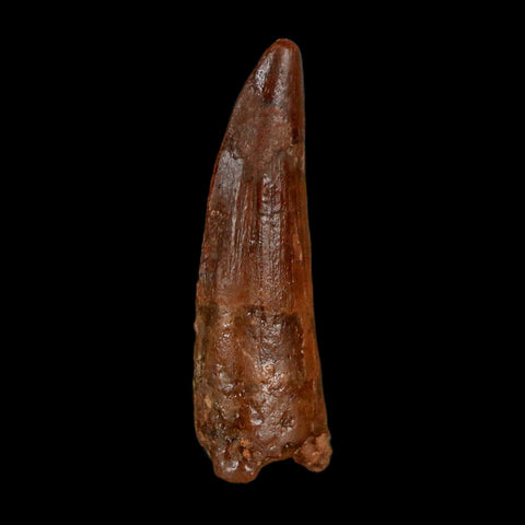 1.5" Spinosaurus Fossil Tooth 100 Million Years Old Cretaceous Dinosaur COA Stand