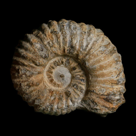 4.5" Acanthoceras Ammonite Fossil Agadir Morocco 360 Million Year Old COA - Fossil Age Minerals